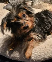 READY NOW  CHARIE AKC, a male Yorkshire Terrier for sale in Hartville, MO – Photo 1 of 5