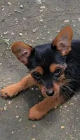 READY NOW  CHARIE AKC, a male Yorkshire Terrier for sale in Hartville, MO – Photo 3 of 5