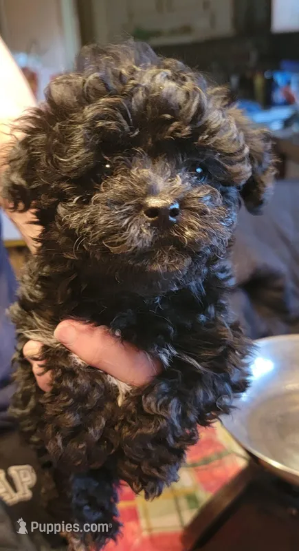 BENJI – Yorkshire Terrier, Poodle - Miniature  puppy for sale in Hartville, MO
