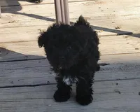 BENJI, a male Yorkshire Terrier and Poodle - Miniature  for sale in Hartville, MO – Photo 2 of 3
