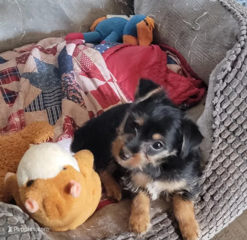 TOMMY. (AMERICAN PET REGISTRY) – Yorkshire Terrier puppy for sale in Hartville, MO