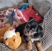 TOMMY. (AMERICAN PET REGISTRY), a male Yorkshire Terrier for sale in Hartville, MO – Photo 1 of 3