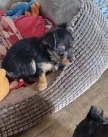 TOMMY. (AMERICAN PET REGISTRY), a male Yorkshire Terrier for sale in Hartville, MO – Photo 2 of 3