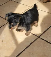 TOMMY. (AMERICAN PET REGISTRY), a male Yorkshire Terrier for sale in Hartville, MO – Photo 3 of 3