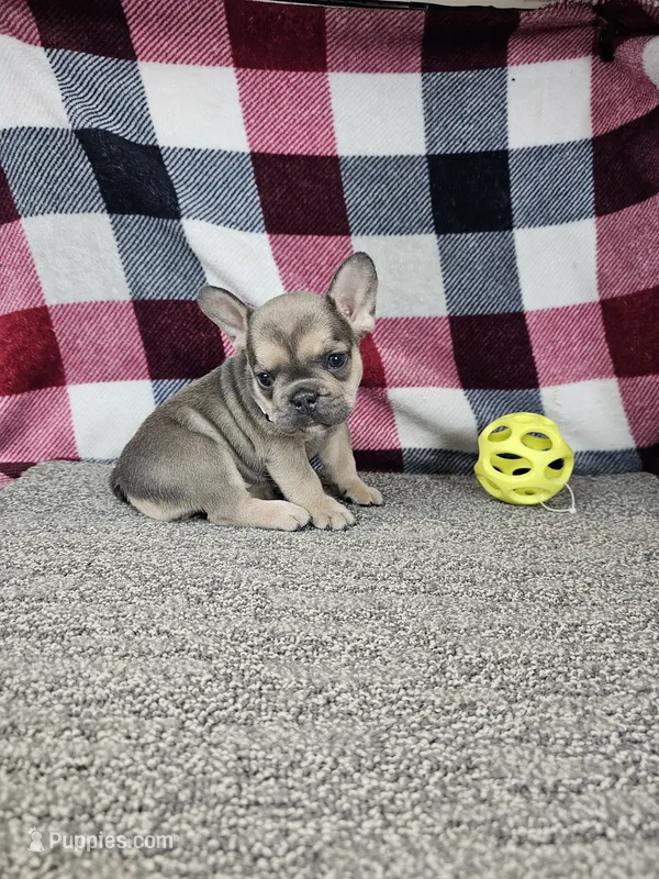 Maggy – French Bulldog puppy for sale in Odon, IN