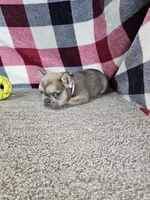 Maggy, a female French Bulldog for sale in Odon, IN – 5 of 7