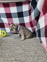 Maggy, a female French Bulldog for sale in Odon, IN – 6 of 7
