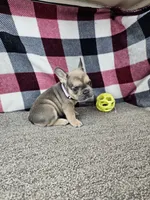 Maggy, a female French Bulldog for sale in Odon, IN – 4 of 7