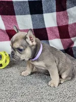 Maggy, a female French Bulldog for sale in Odon, IN – 3 of 7
