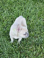 edward, a male French Bulldog for sale in Odon, IN – 3 of 5