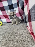 Maggy, a female French Bulldog for sale in Odon, IN – 2 of 7