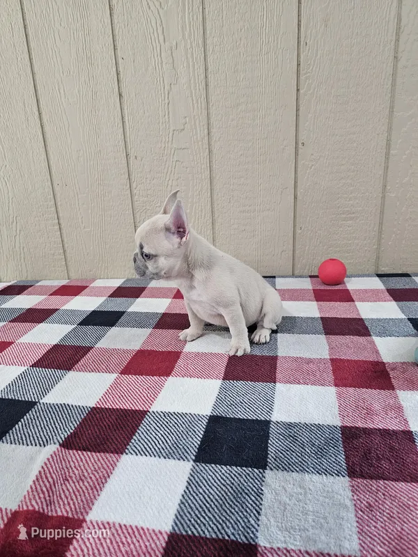 edward – French Bulldog puppy for sale in Odon, IN