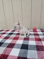 edward, a male French Bulldog for sale in Odon, IN – Photo 1 of 3