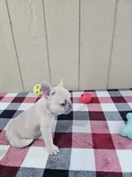 edward, a male French Bulldog for sale in Odon, IN – Photo 3 of 3