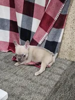 edward, a male French Bulldog for sale in Odon, IN – Photo 3 of 3