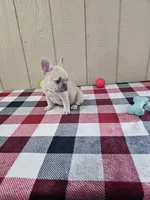edward, a male French Bulldog for sale in Odon, IN – Photo 2 of 3