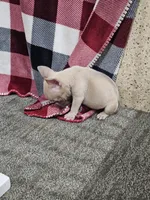 edward, a male French Bulldog for sale in Odon, IN – Photo 2 of 3