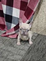 edward, a male French Bulldog for sale in Odon, IN – Photo 1 of 3