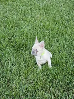 edward, a male French Bulldog for sale in Odon, IN – 4 of 5