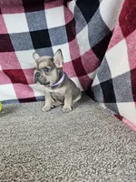 Maggy, a female French Bulldog for sale in Odon, IN – 7 of 7
