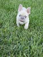 edward, a male French Bulldog for sale in Odon, IN – 2 of 5