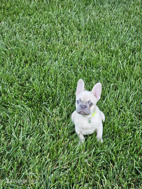 edward – French Bulldog puppy for sale in Odon, IN
