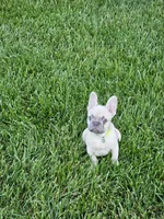 edward, a male French Bulldog for sale in Odon, IN – 1 of 5