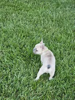 edward, a male French Bulldog for sale in Odon, IN – 5 of 5