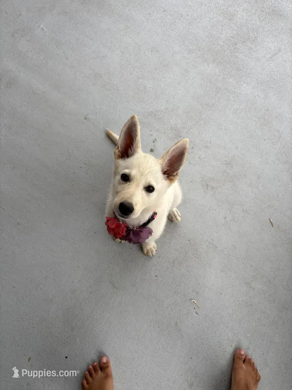 Angel – German Shepherd Dog puppy for sale in Jacksonville, FL