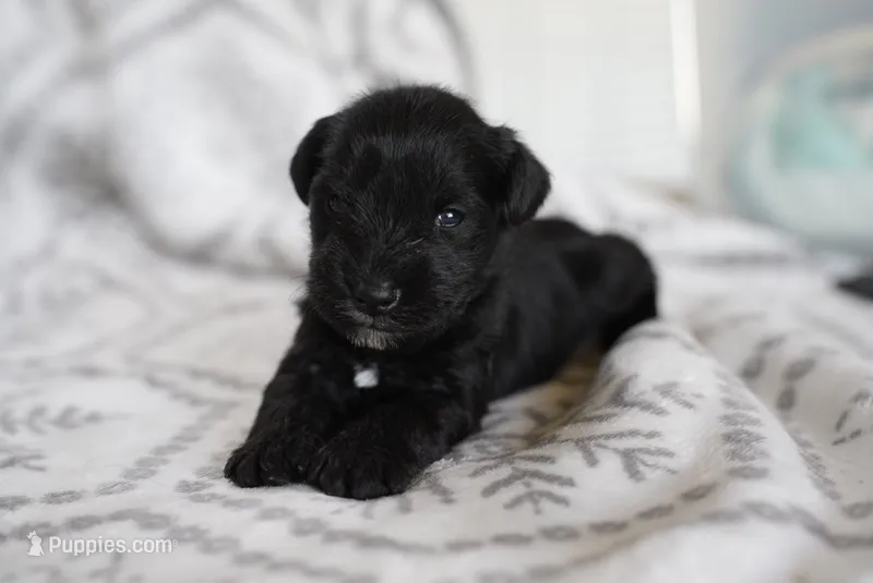 Smokey – Miniature Schnauzer puppy for sale in Snowflake, AZ