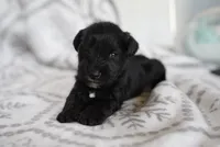 Smokey, a male Miniature Schnauzer for sale in Snowflake, AZ – 1 of 3
