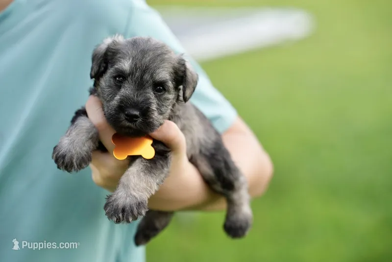 Peppa – Miniature Schnauzer puppy for sale in Snowflake, AZ