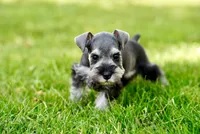 Luna, a female Miniature Schnauzer for sale in Snowflake, AZ – 5 of 8