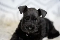 Smokey, a male Miniature Schnauzer for sale in Snowflake, AZ – 3 of 3