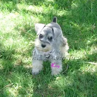 Expecting !, a  Miniature Schnauzer for sale in Snowflake, AZ – Photo 5 of 6