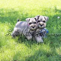 Expecting !, a  Miniature Schnauzer for sale in Snowflake, AZ – Photo 1 of 6