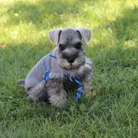 Expecting !, a  Miniature Schnauzer for sale in Snowflake, AZ – Photo 3 of 6