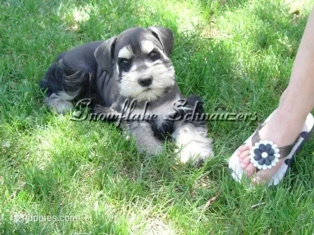 Snowflake Schnauzers – Miniature Schnauzer puppy for sale in Snowflake, AZ