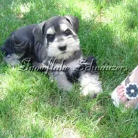 Expecting !, a  Miniature Schnauzer for sale in Snowflake, AZ – Photo 2 of 6