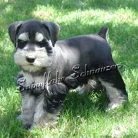 Expecting !, a  Miniature Schnauzer for sale in Snowflake, AZ – Photo 4 of 6