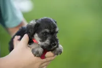 Peppy, a female Miniature Schnauzer for sale in Snowflake, AZ – 6 of 7