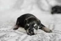 Peppy, a female Miniature Schnauzer for sale in Snowflake, AZ – 2 of 2