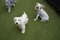Aspen, a male Miniature Schnauzer for sale in Snowflake, AZ – 7 of 9