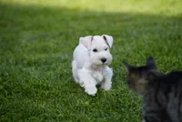 DENVER, a male Miniature Schnauzer for sale in Snowflake, AZ – 4 of 10