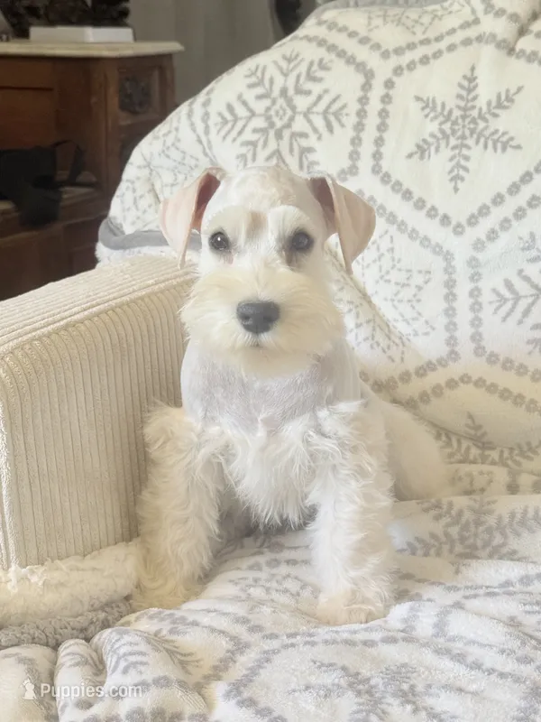 Snowflake Schnauzers – Miniature Schnauzer puppy for sale in Snowflake, AZ