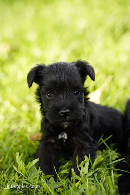 Smokey – Miniature Schnauzer puppy for sale in Snowflake, AZ
