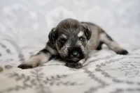 Peppa, a female Miniature Schnauzer for sale in Snowflake, AZ – 1 of 2