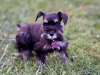 BLACK & SILVER, a female Miniature Schnauzer for sale in Snowflake, AZ – 2 of 10