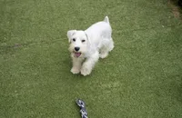 Aspen, a male Miniature Schnauzer for sale in Snowflake, AZ – 2 of 9