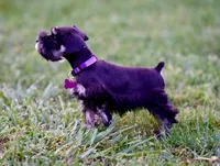 BLACK & SILVER, a female Miniature Schnauzer for sale in Snowflake, AZ – 5 of 10